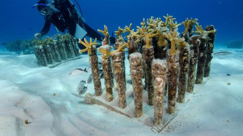 Arrecife en Isla mujeres