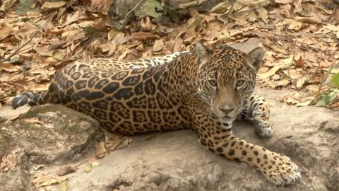 Jaguar