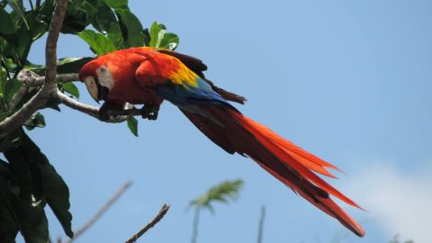 Guacamaya