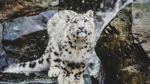 Leopardo de las nieves