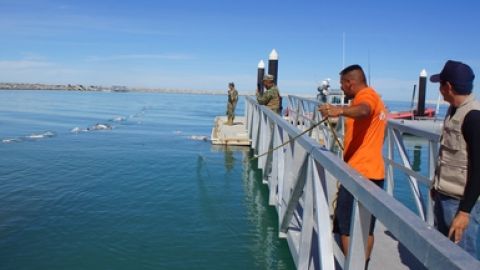 Vigilancia en Golfo de California