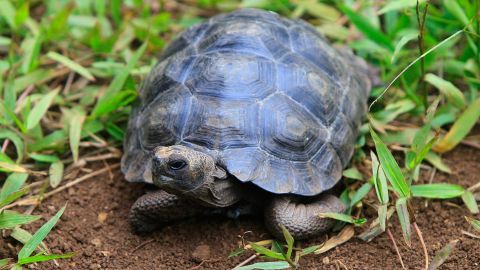 Tortuga Galapagos