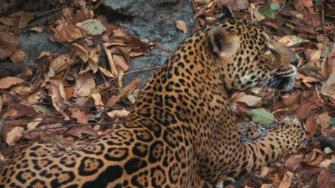 Jaguar