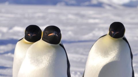 Pingüino emperador