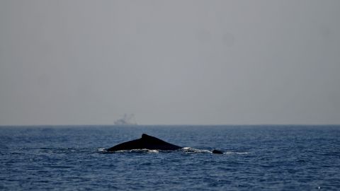 Ballena en el océano