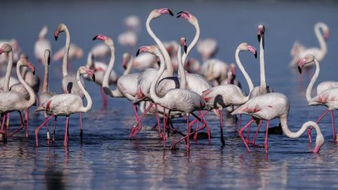 Flamencos