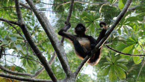Mono araña en la selva