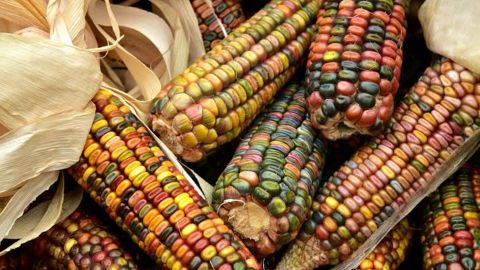 Maíz