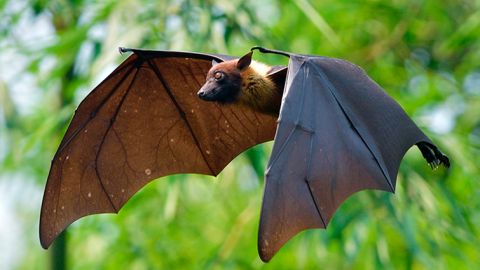 Murciélago