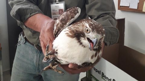 Inspector de la Profepa