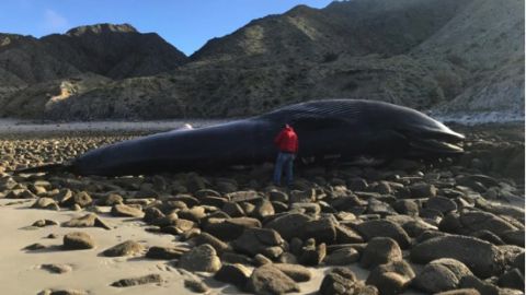 ballena varada