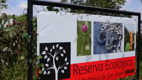 Reserva Ecologica UNAM