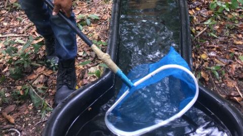 Bebederos en Calakmul