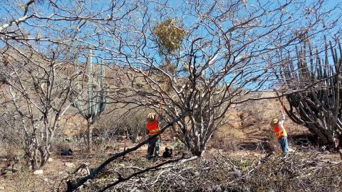 Reserva de la Biósfera Tehuacán Cuicatlán 