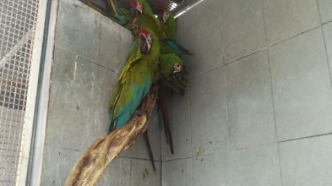 Guacamayas