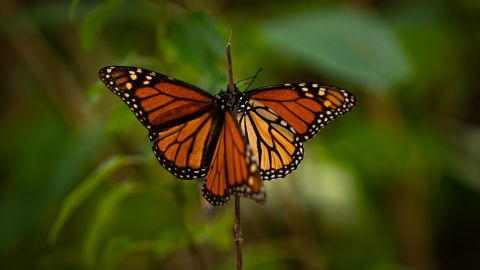 mariposa monarca