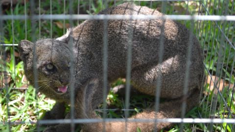 JAGUARUNDI