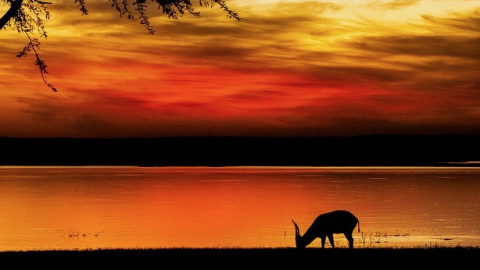 Parque Nacional Gorongosa