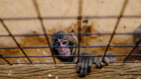 Mono en jaula