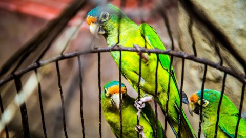 Aves en jaula