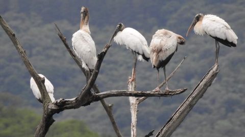 Cigüeña pico de madera