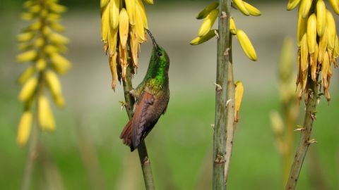 Colibrí