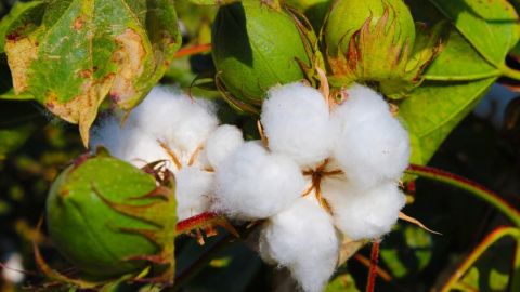 Algodón