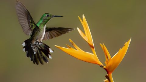 Colibrí
