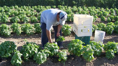 Cultivo de alimentos