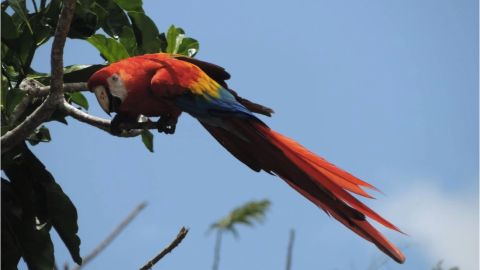 guacamaya roja