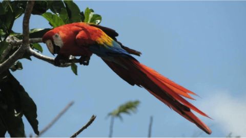 Guacamaya roja