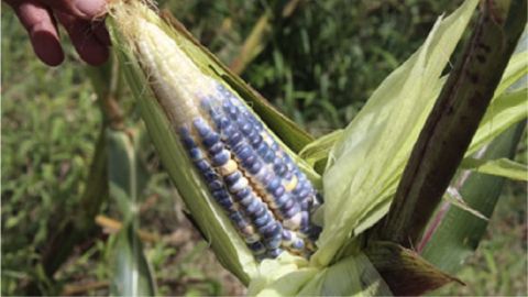 Maíz