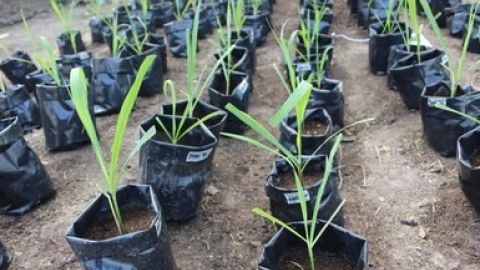 Plantas de caña de azúcar