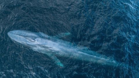 Ballena azul