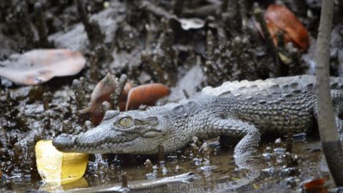 Cocodrilo