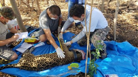 Jaguar con collar GPS