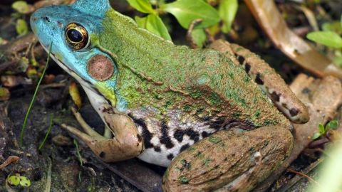 Rana Verde Lithobates clamitans. Profepa/Conabio (naturalista 3815273)