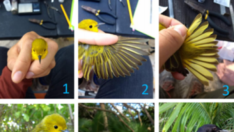 Aves de Xcacel-Xcacelito