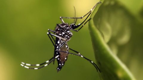 mosquito dengue