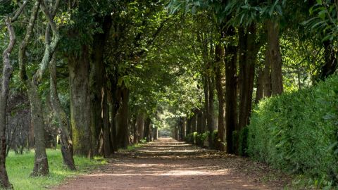 Viveros de Coyoacán