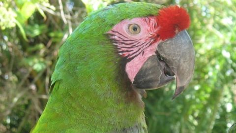 Guacamaya verde