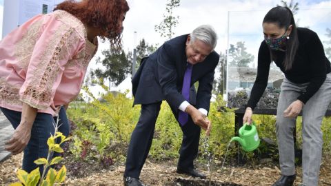 Reforestación AMLO 