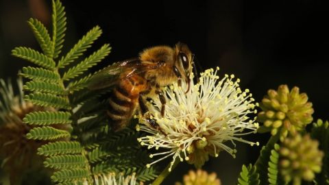 Abeja