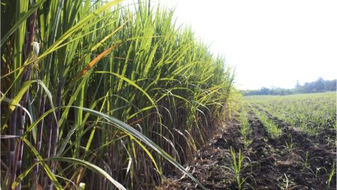 Caña de azúcar