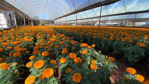 Flor de cempasúchil