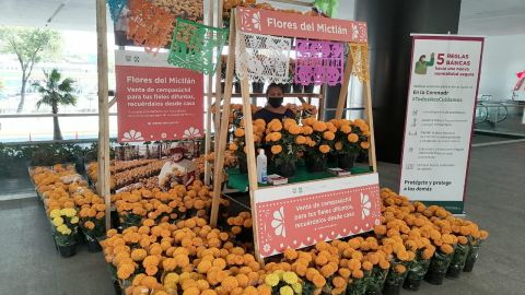 flor de cempasúchil 