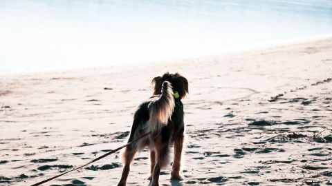 Perro en la playa