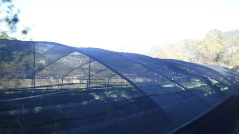 Vivero Forestal de los bosques del Parque Nacional Cumbres de Monterrey