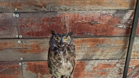 Búho cornudo