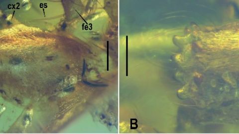 Araña fantasma fosilizada